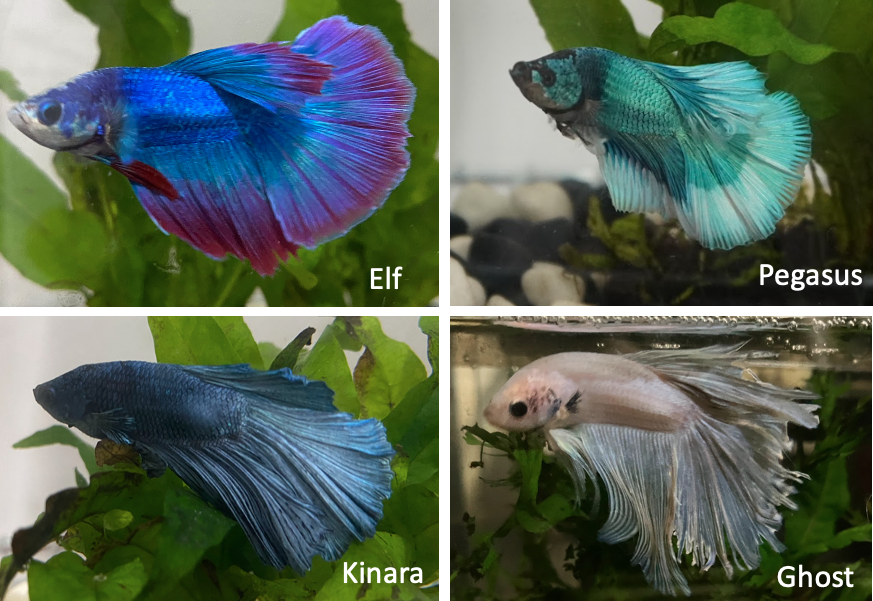Betta fish included in the study